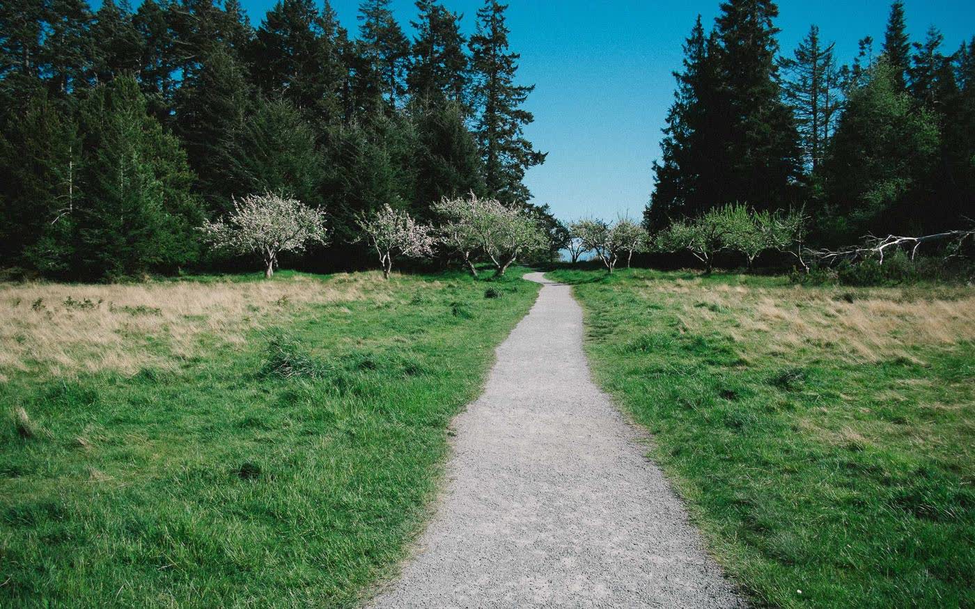 A gravel path running between spring grass toward a line of pines and open sea