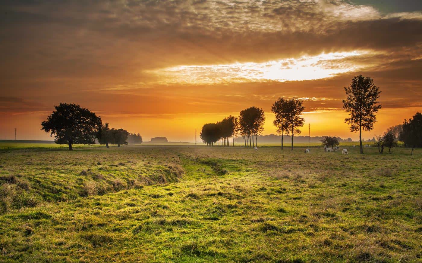 A line of trees on open grassland under a low gold sun
